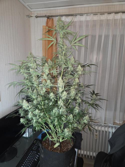 Hyperion F1. Week 12 - Vor der Ernte