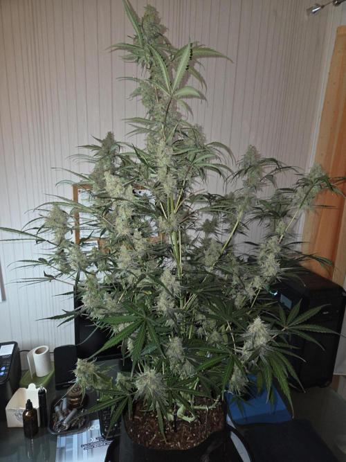 Hyperion F1. Week 12 - Vor der Ernte