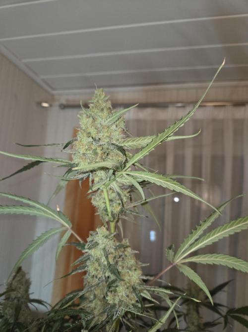 Hyperion F1. Week 12 - Vor der Ernte