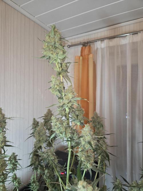 Hyperion F1. Week 12 - Nach der Ernte