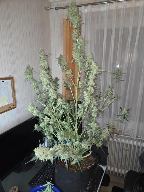 Hyperion F1. Week 12 - Nach der Ernte