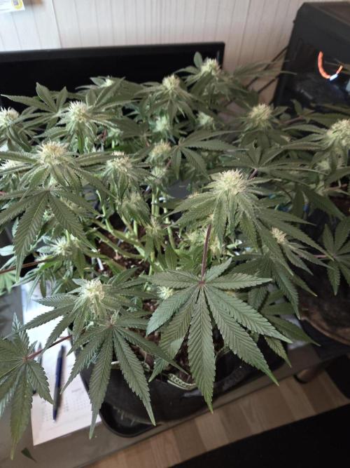 Northern Lights. Week 10 - #1