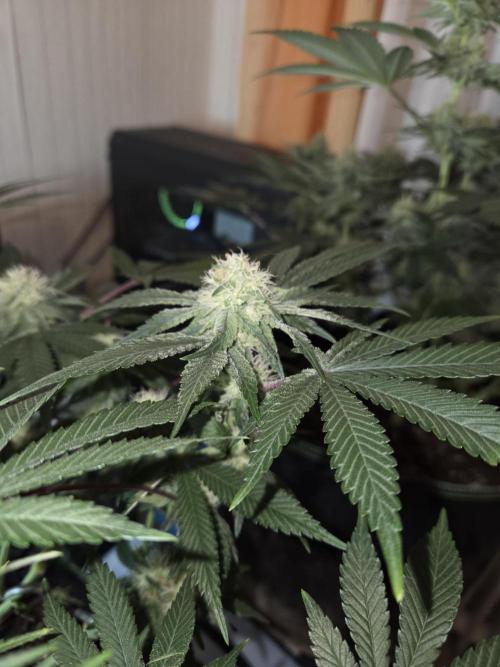 Northern Lights. Week 10 - #1