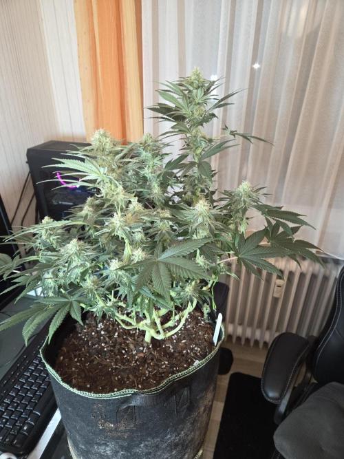 Northern Lights. Week 10 - #2