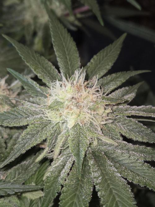 Northern Lights. Week 11 - #1