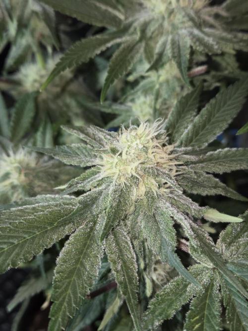 Northern Lights. Week 11 - #1