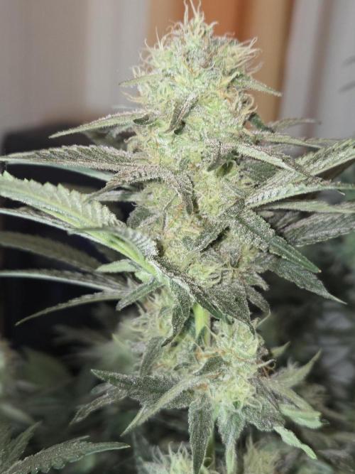 Northern Lights. Week 11 - #2