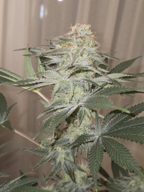 Northern Lights. Week 12 - #2