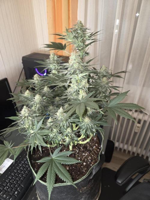 Northern Lights. Week 12 - #2