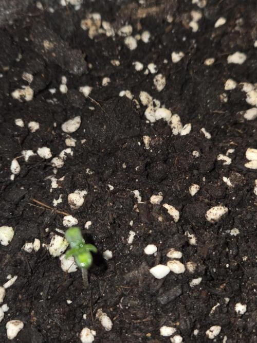 Milky Way F1. Week 0 - #2