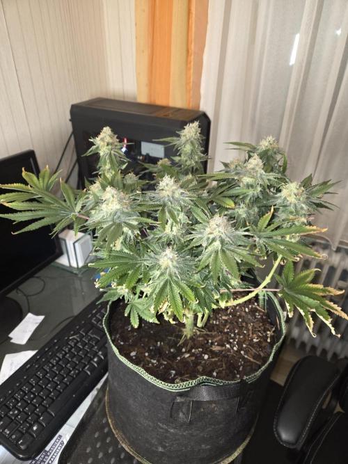 Northern Lights. Week 13 - #1 vor trimmen