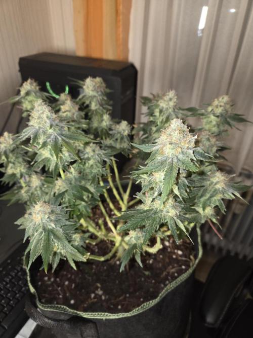 Northern Lights. Week 13 - #1 nach trimmen