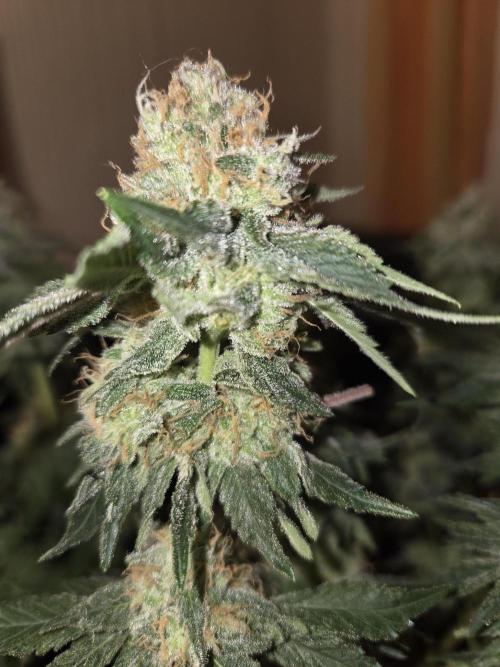 Northern Lights. Week 13 - #1