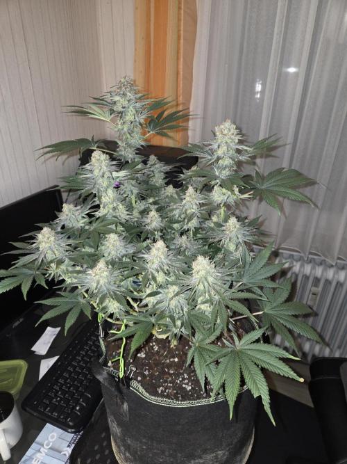 Northern Lights. Week 13 - #2 vor trimmen