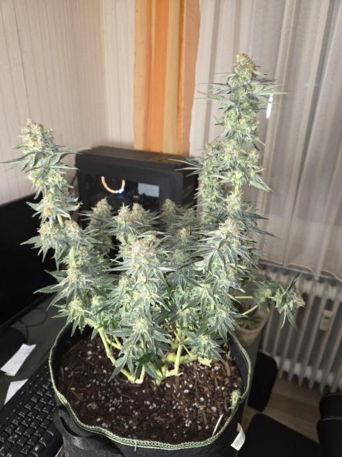 Northern Lights. Week 13 - #2 nach trimmen
