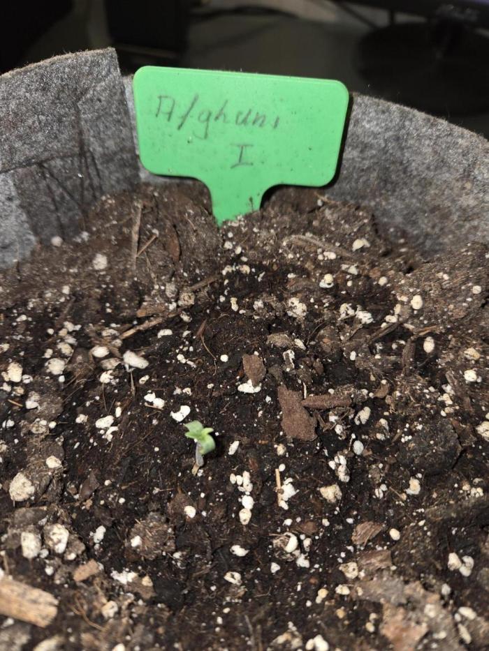 Afghani. Week 0