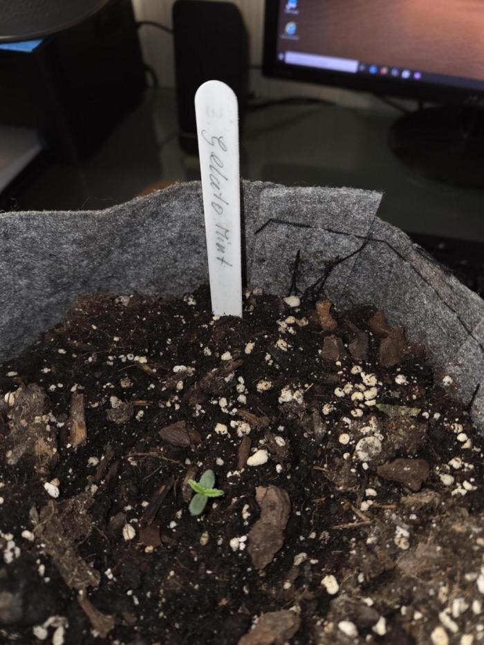 Gelato Mint. Week 0