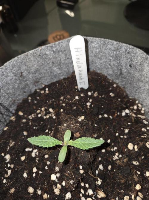 Hindu Kush. Week 1