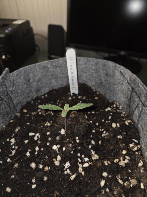 Hindu Kush. Week 1