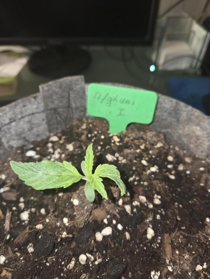Afghani. Week 1