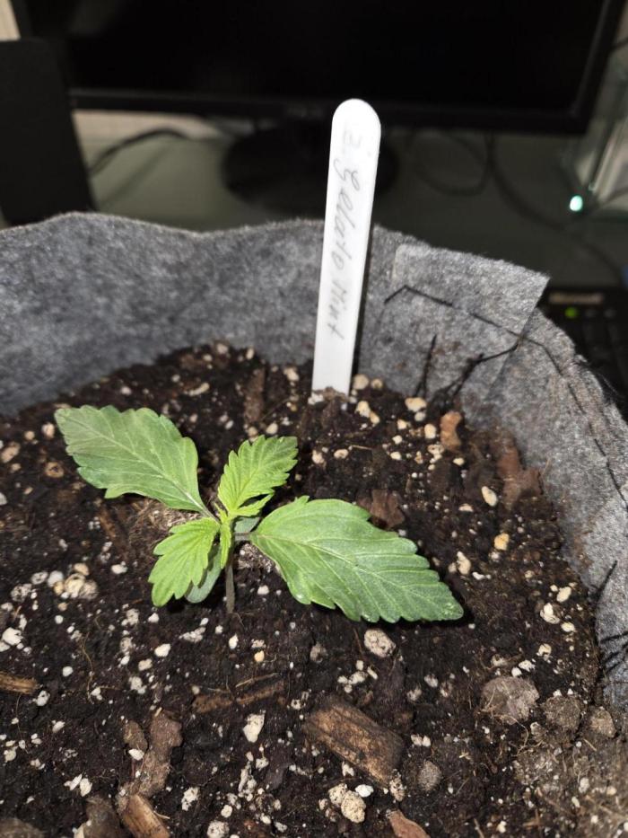 Gelato Mint. Week 1