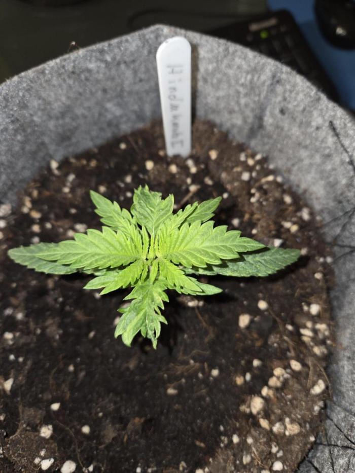 Hindu Kush. Week 2