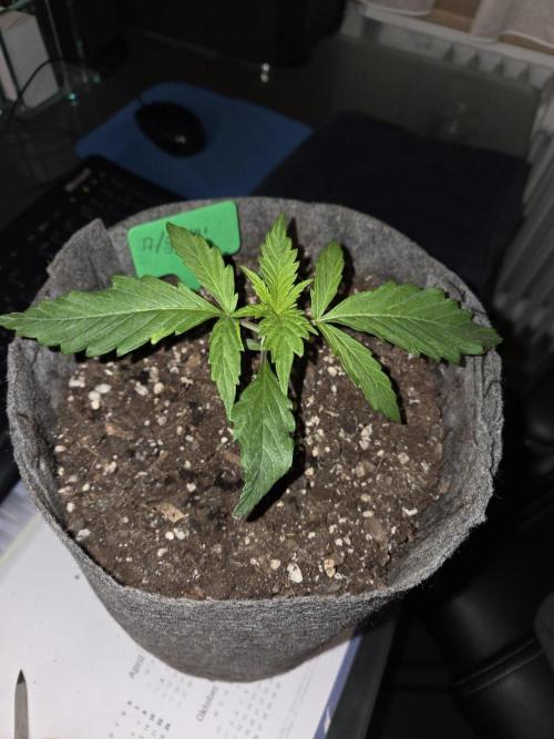 Afghani. Week 2