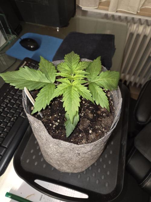 Gelato Mint. Week 2