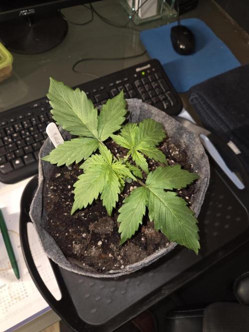 Gelato Mint. Week 2