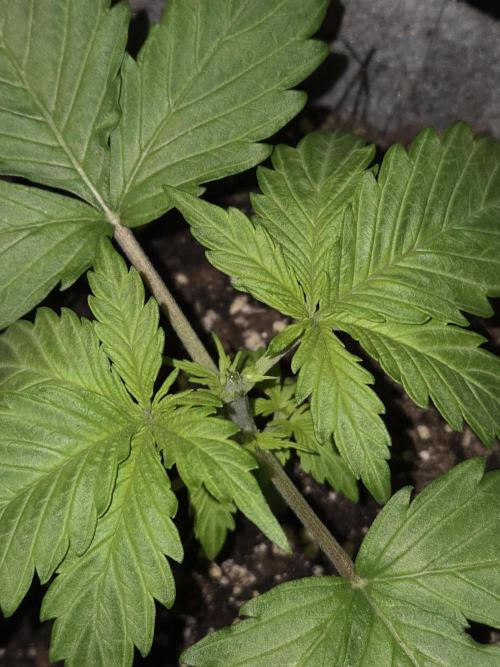 Gelato Mint. Week 2