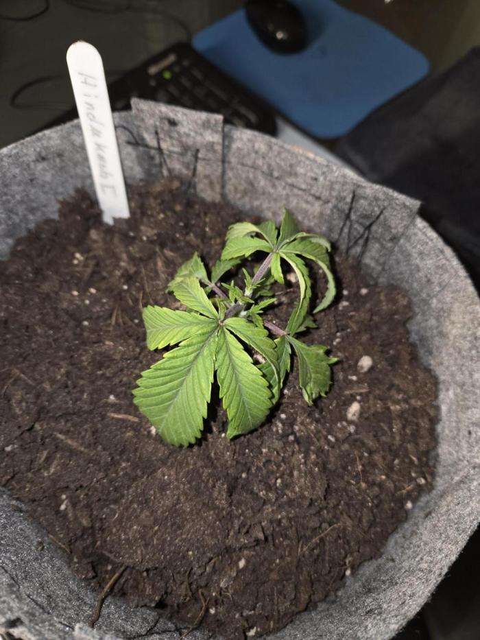 Hindu Kush. Week 3