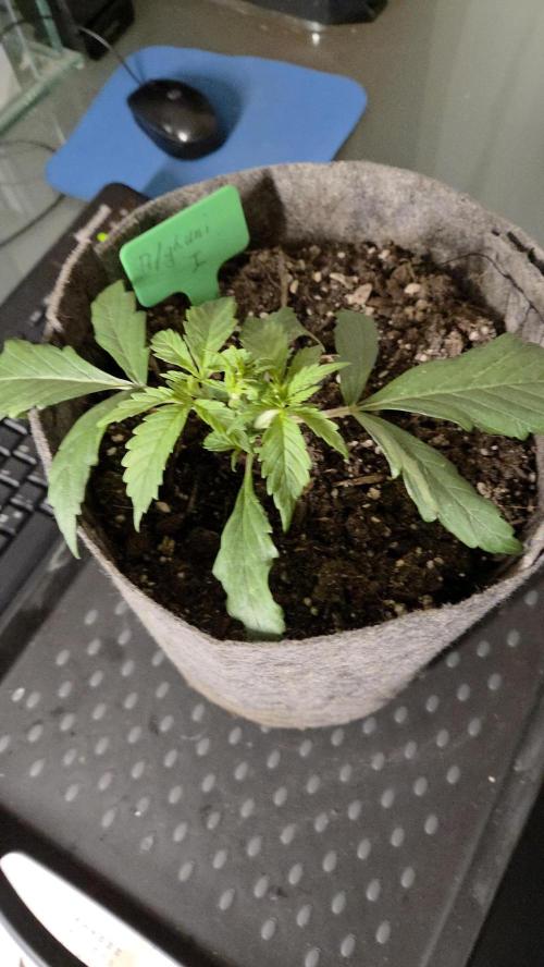Afghani. Week 3