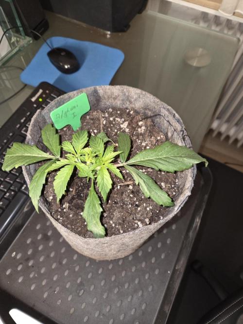 Afghani. Week 3