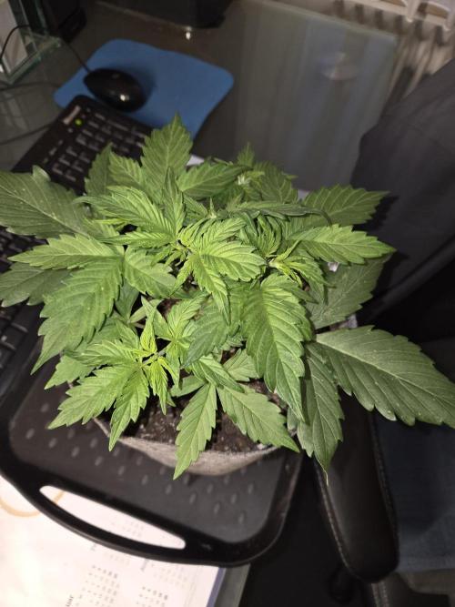 Gelato Mint. Week 3