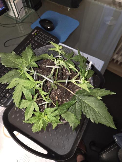 Gelato Mint. Week 3