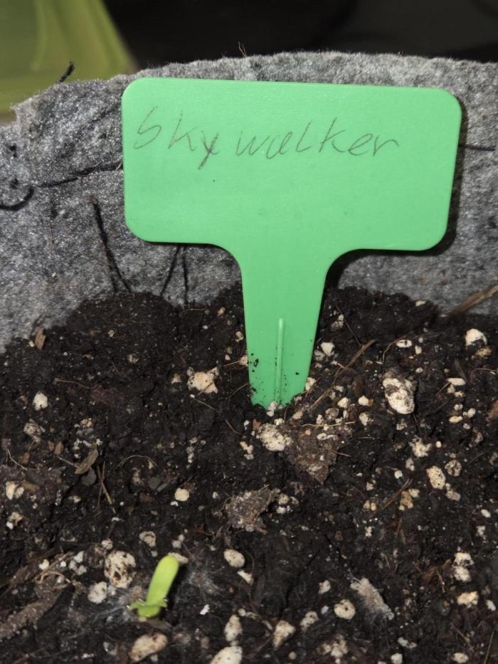 Skywalker OG. Week 0