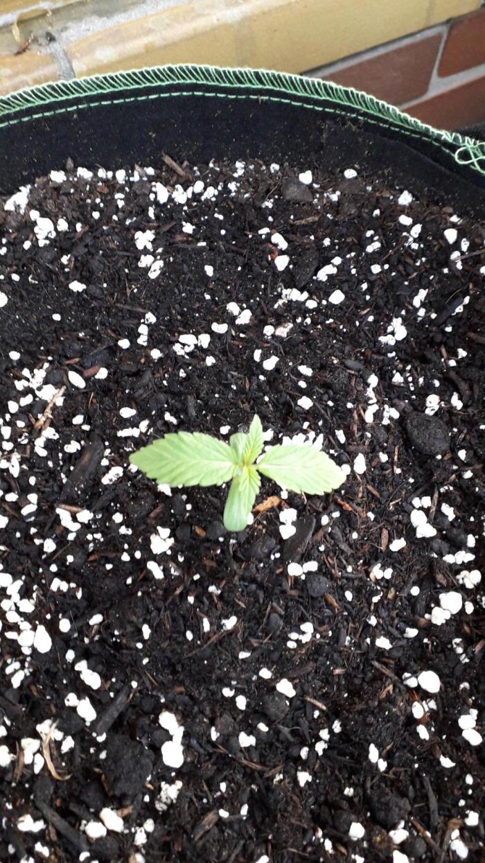 Skywalker OG. Week 1