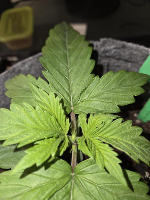 Skywalker OG. Week 2