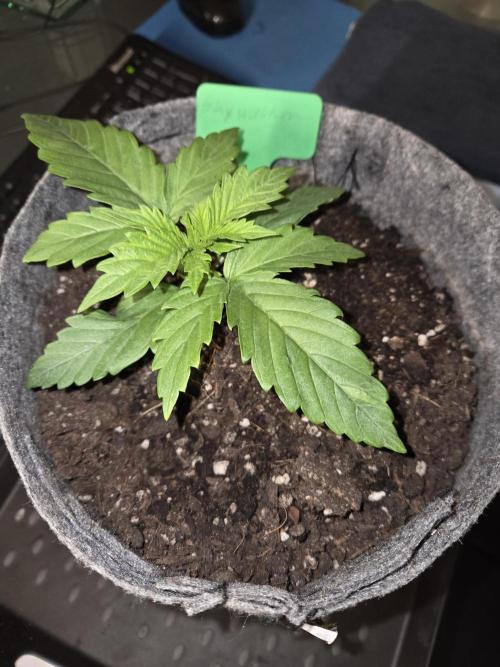 Skywalker OG. Week 2