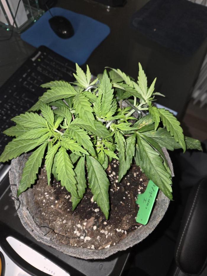 Afghani. Week 4
