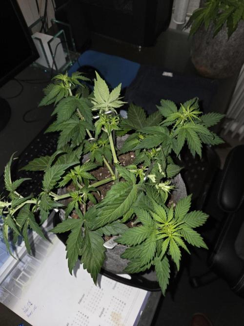 Gelato Mint. Week 4