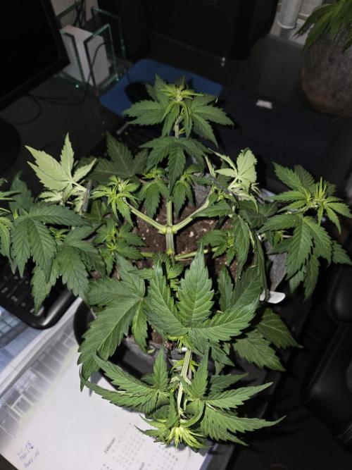 Gelato Mint. Week 4