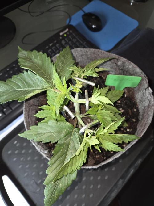 Skywalker OG. Week 3