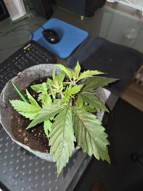 Skywalker OG. Week 3