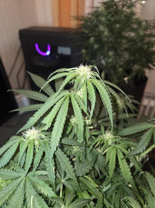 Milky Way F1. Week 7 - #1