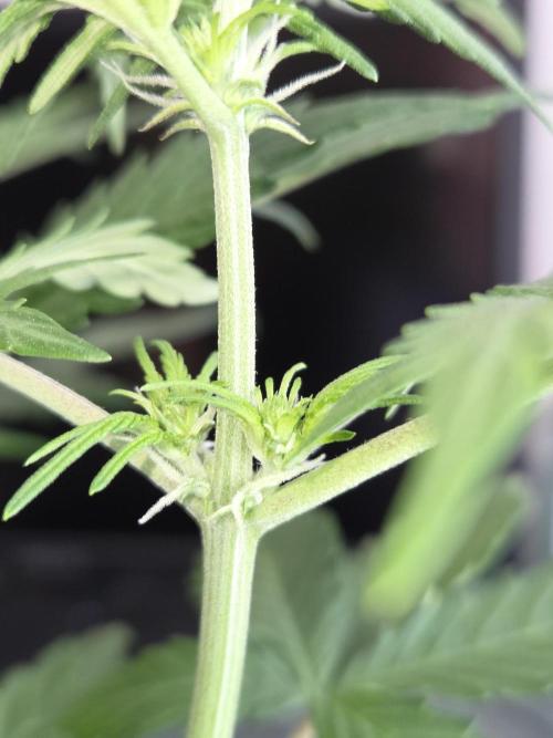 Gelato Mint. Week 4