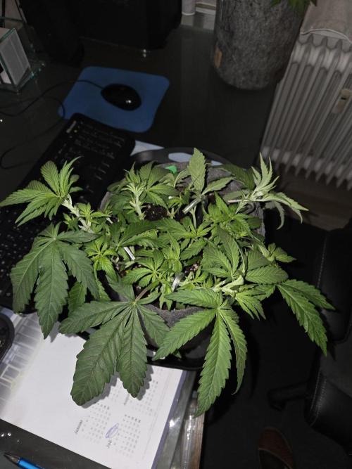 Afghani. Week 5