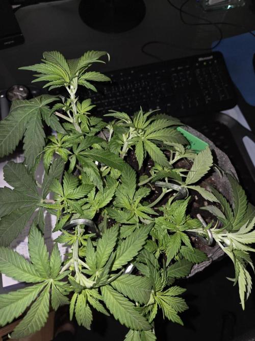 Afghani. Week 5