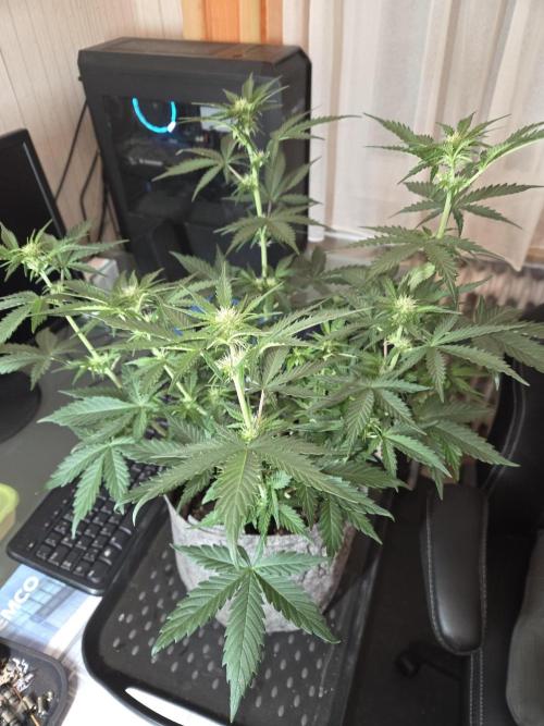Gelato Mint. Week 5