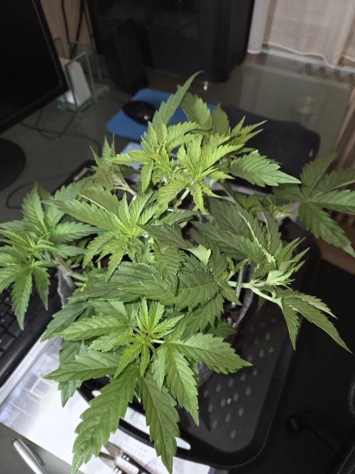 Skywalker OG. Week 4